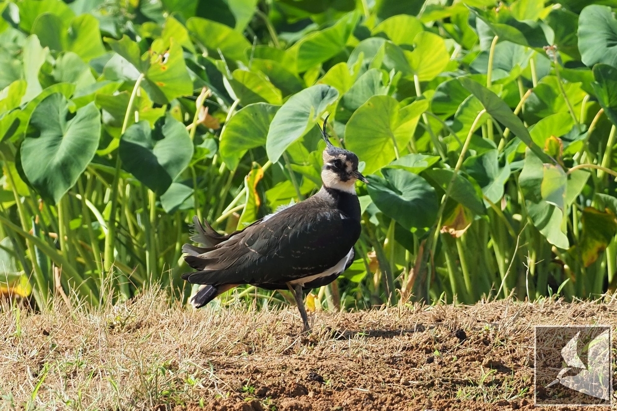 f:id:Okiyasu:20211124081240j:plain