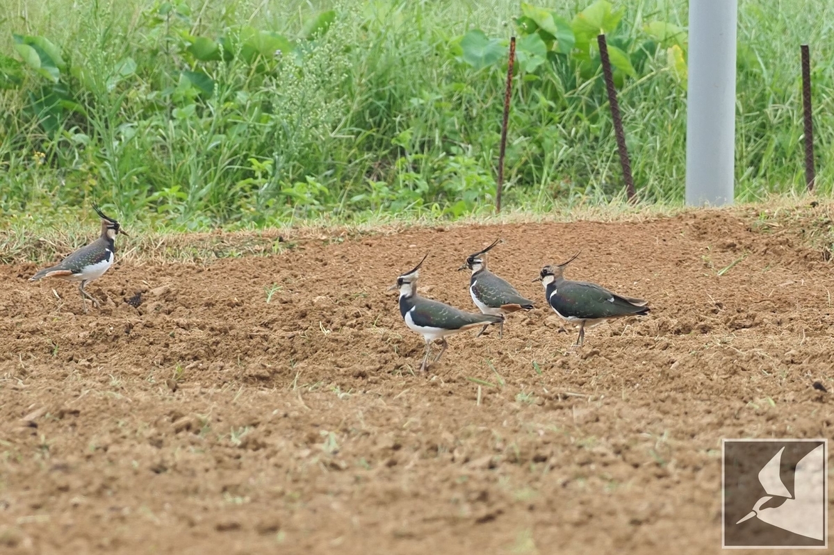 f:id:Okiyasu:20211124081303j:plain