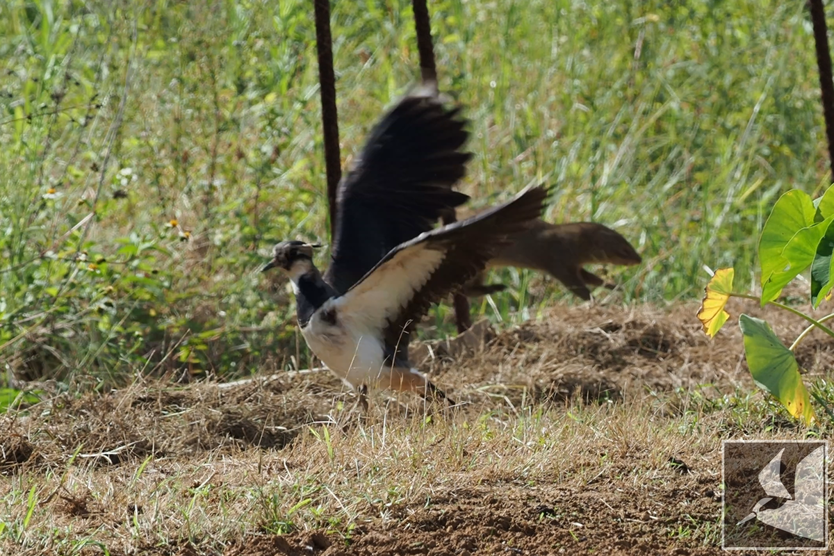 f:id:Okiyasu:20211124081601p:plain