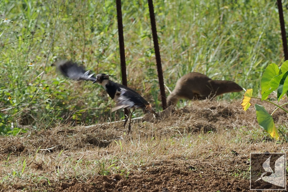 f:id:Okiyasu:20211124081621p:plain