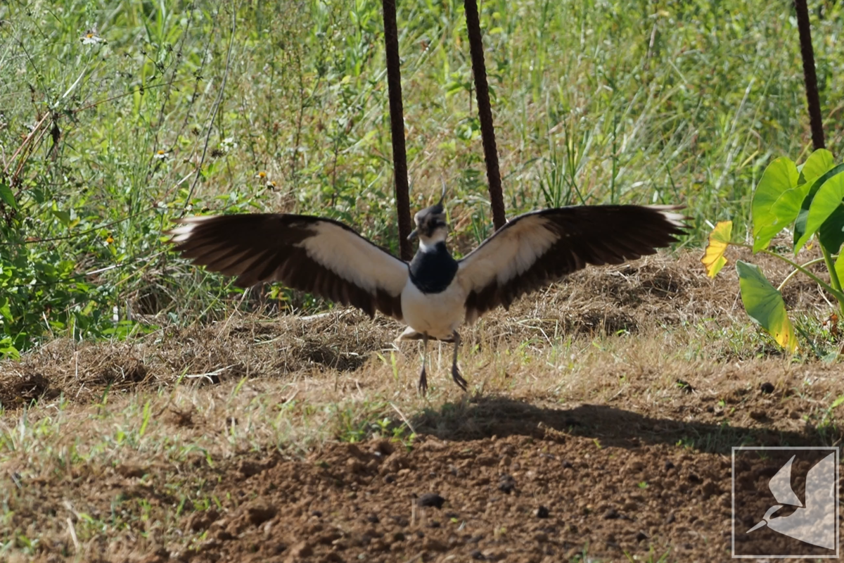 f:id:Okiyasu:20211124081807p:plain