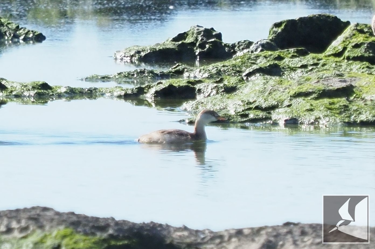 f:id:Okiyasu:20211224083412j:plain