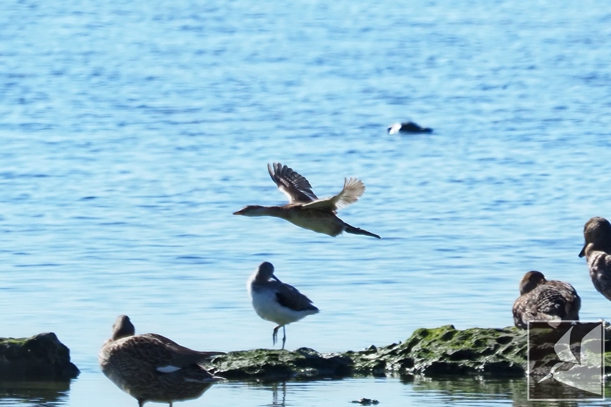 f:id:Okiyasu:20211224083603j:plain