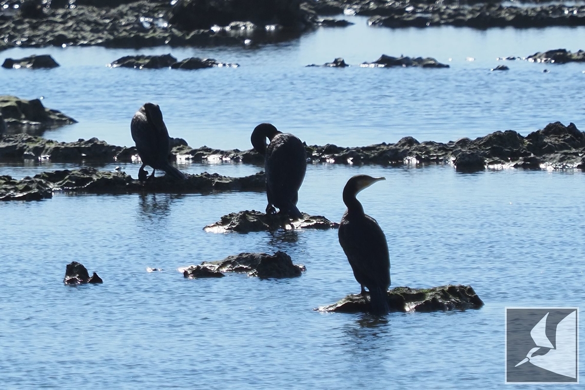 f:id:Okiyasu:20211224083646j:plain