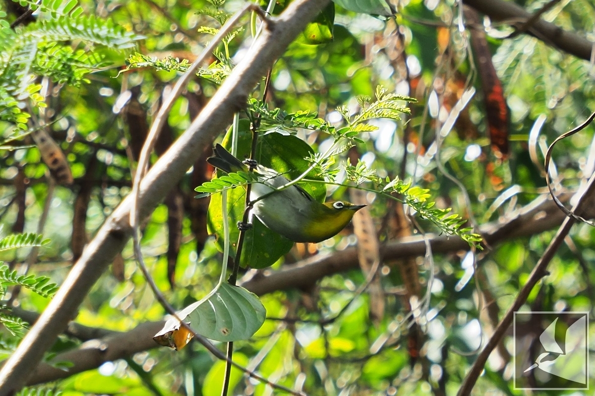 f:id:Okiyasu:20211224083722j:plain