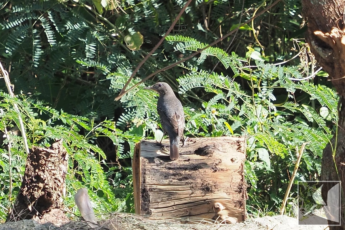 f:id:Okiyasu:20211224083807j:plain