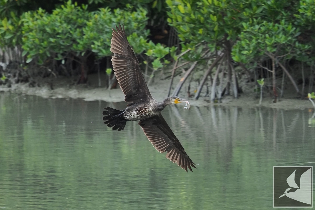 f:id:Okiyasu:20211224084005j:plain