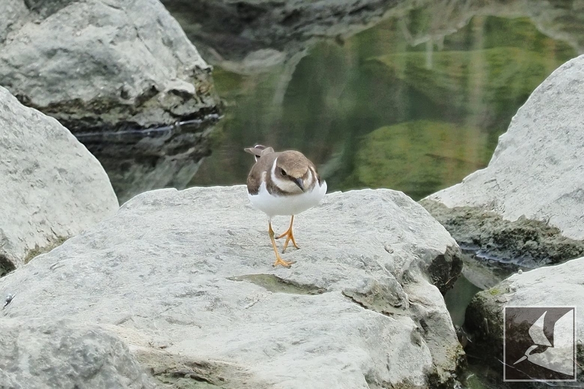 f:id:Okiyasu:20211224084109j:plain