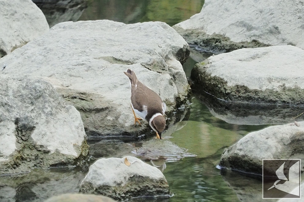 f:id:Okiyasu:20211224084112j:plain