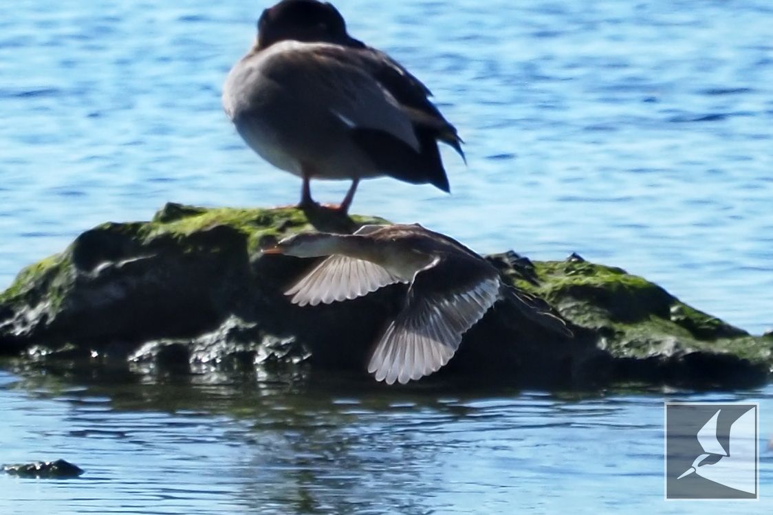 f:id:Okiyasu:20211224084340j:plain