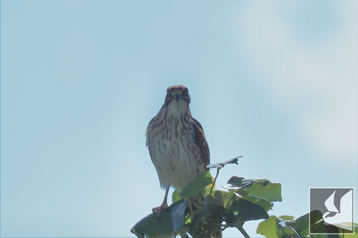 f:id:Okiyasu:20211228203529j:plain