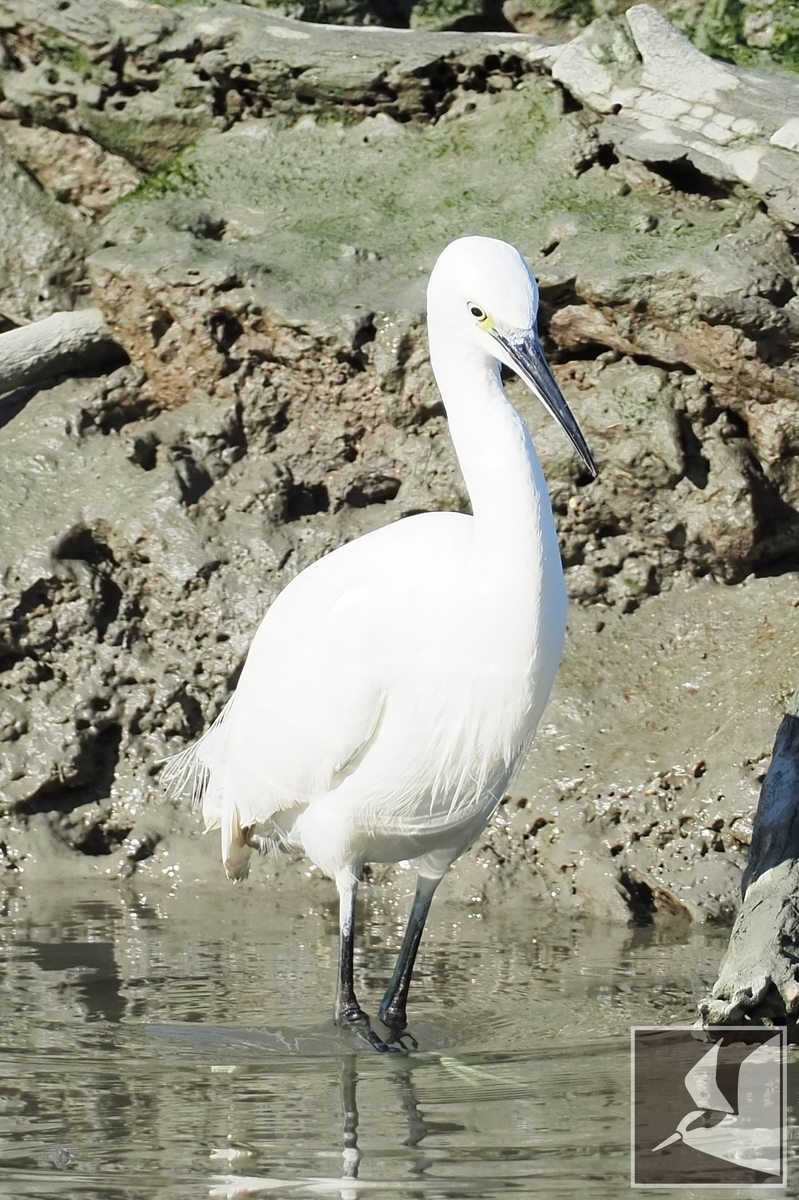 f:id:Okiyasu:20211228203625j:plain