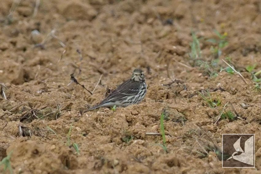 f:id:Okiyasu:20211230233452j:plain