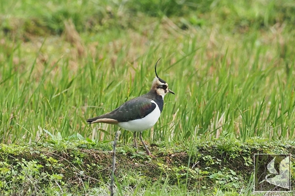 f:id:Okiyasu:20211230233606j:plain