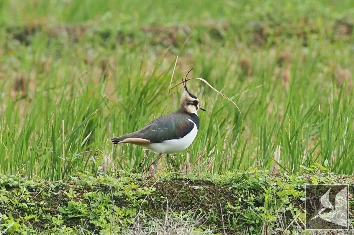 f:id:Okiyasu:20211230233610j:plain