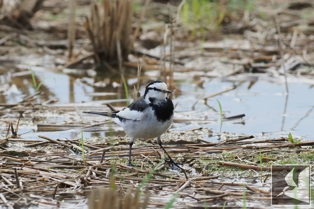 f:id:Okiyasu:20211231002111j:plain