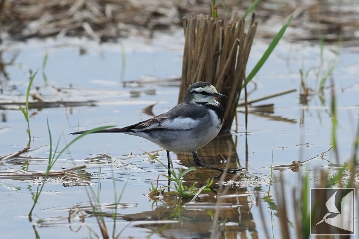 f:id:Okiyasu:20211231002115j:plain