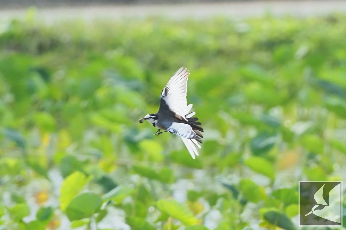 f:id:Okiyasu:20211231002211j:plain