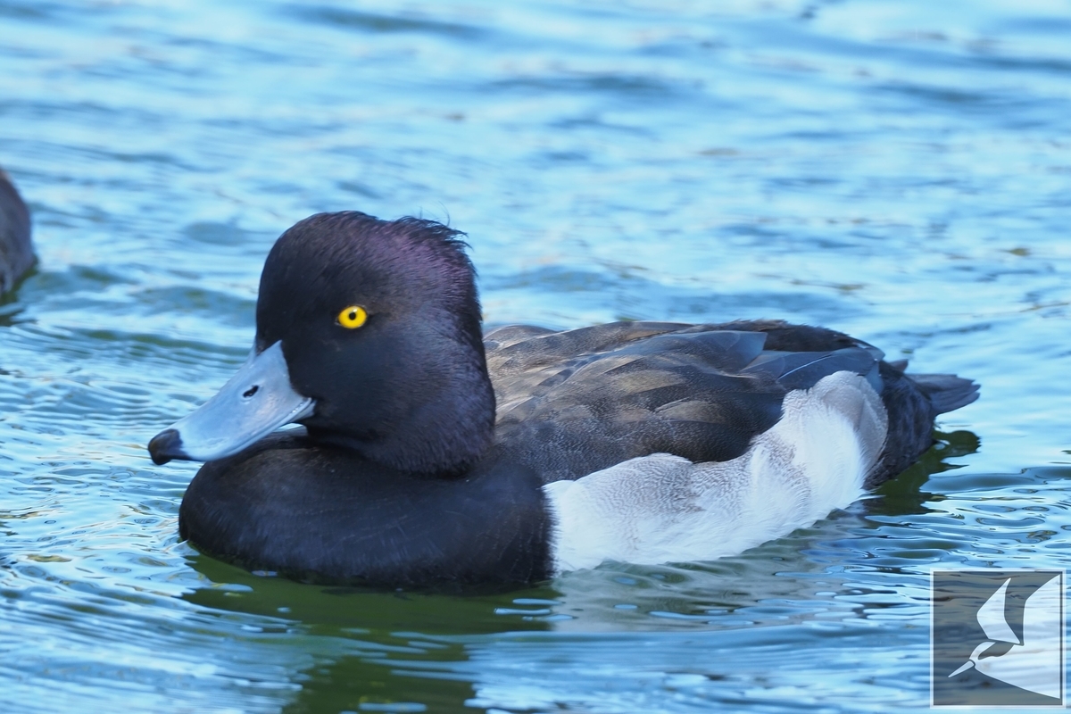 f:id:Okiyasu:20220106061427j:plain