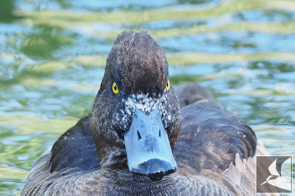 f:id:Okiyasu:20220106061527j:plain