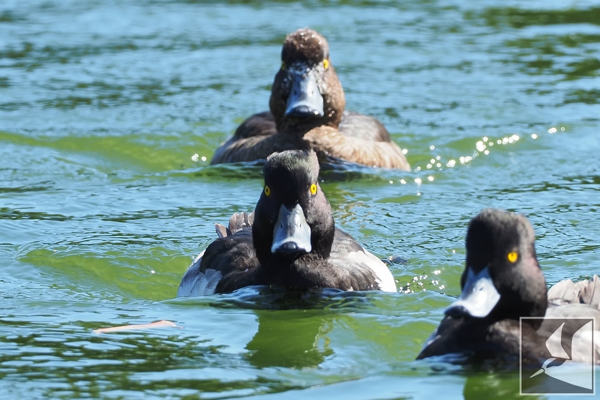 f:id:Okiyasu:20220106061556j:plain