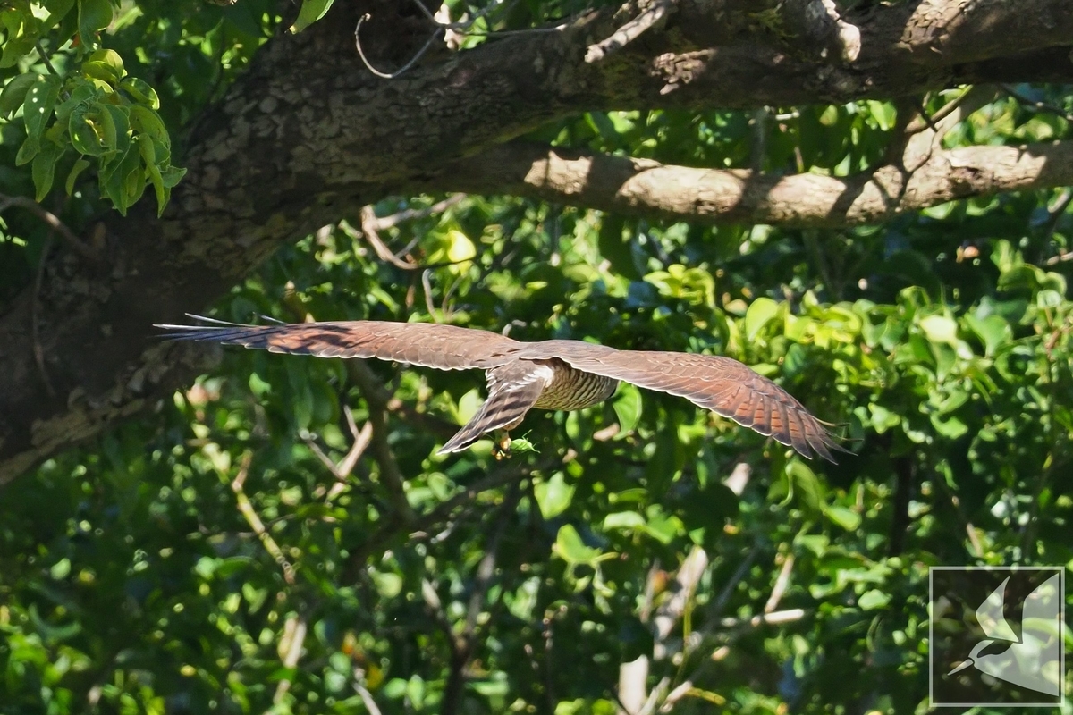 f:id:Okiyasu:20220106061913j:plain