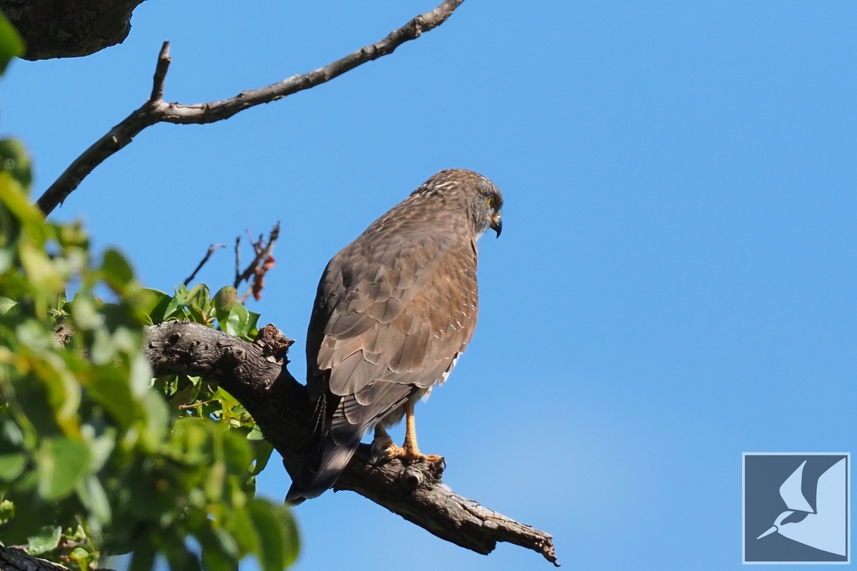 f:id:Okiyasu:20220106061918j:plain