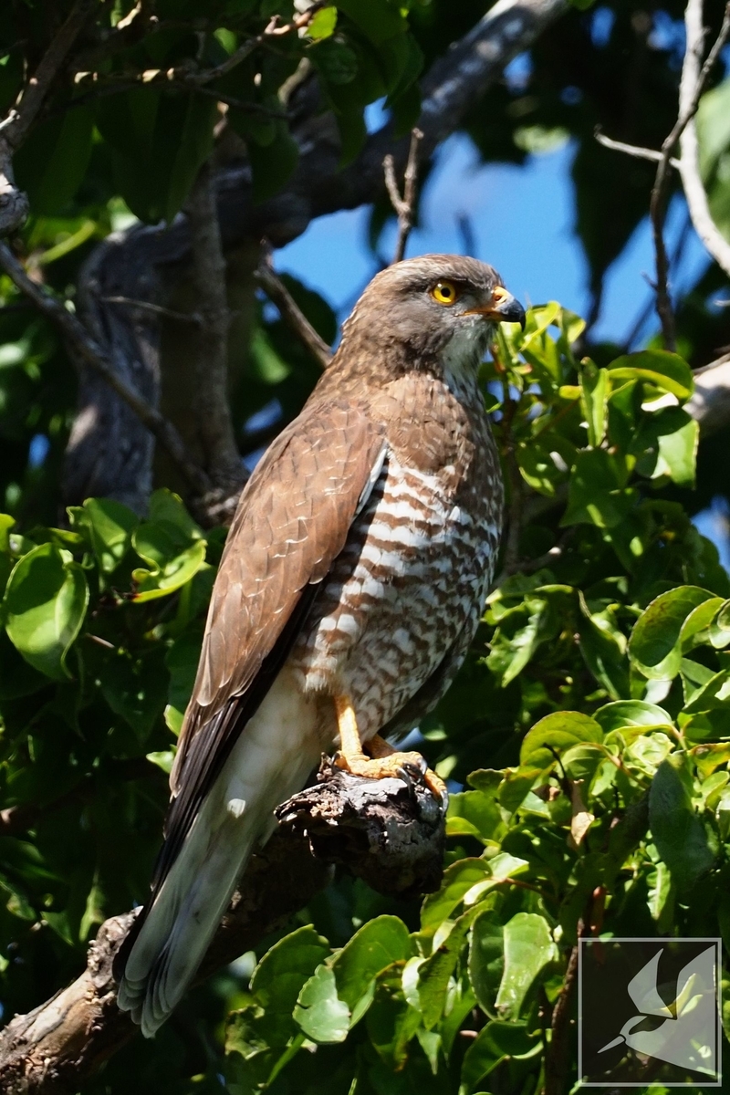 f:id:Okiyasu:20220106062027j:plain