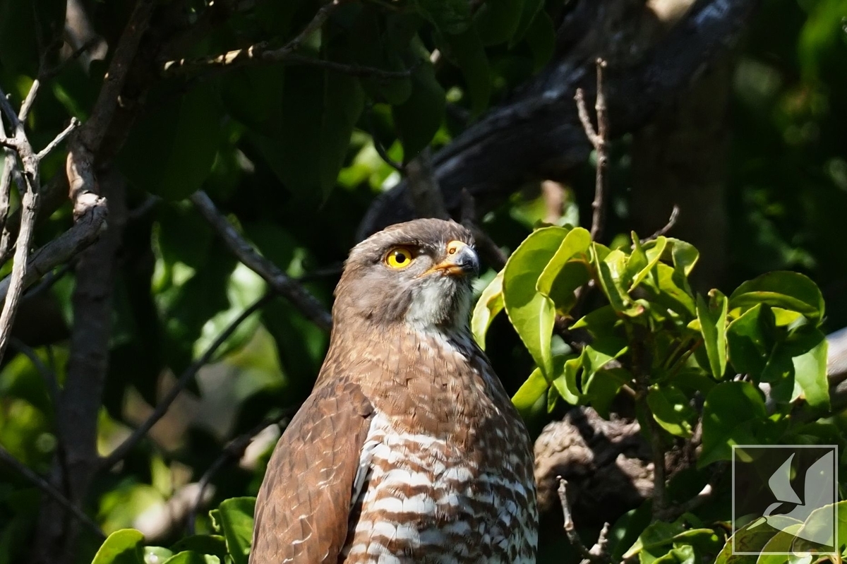 f:id:Okiyasu:20220106062244j:plain