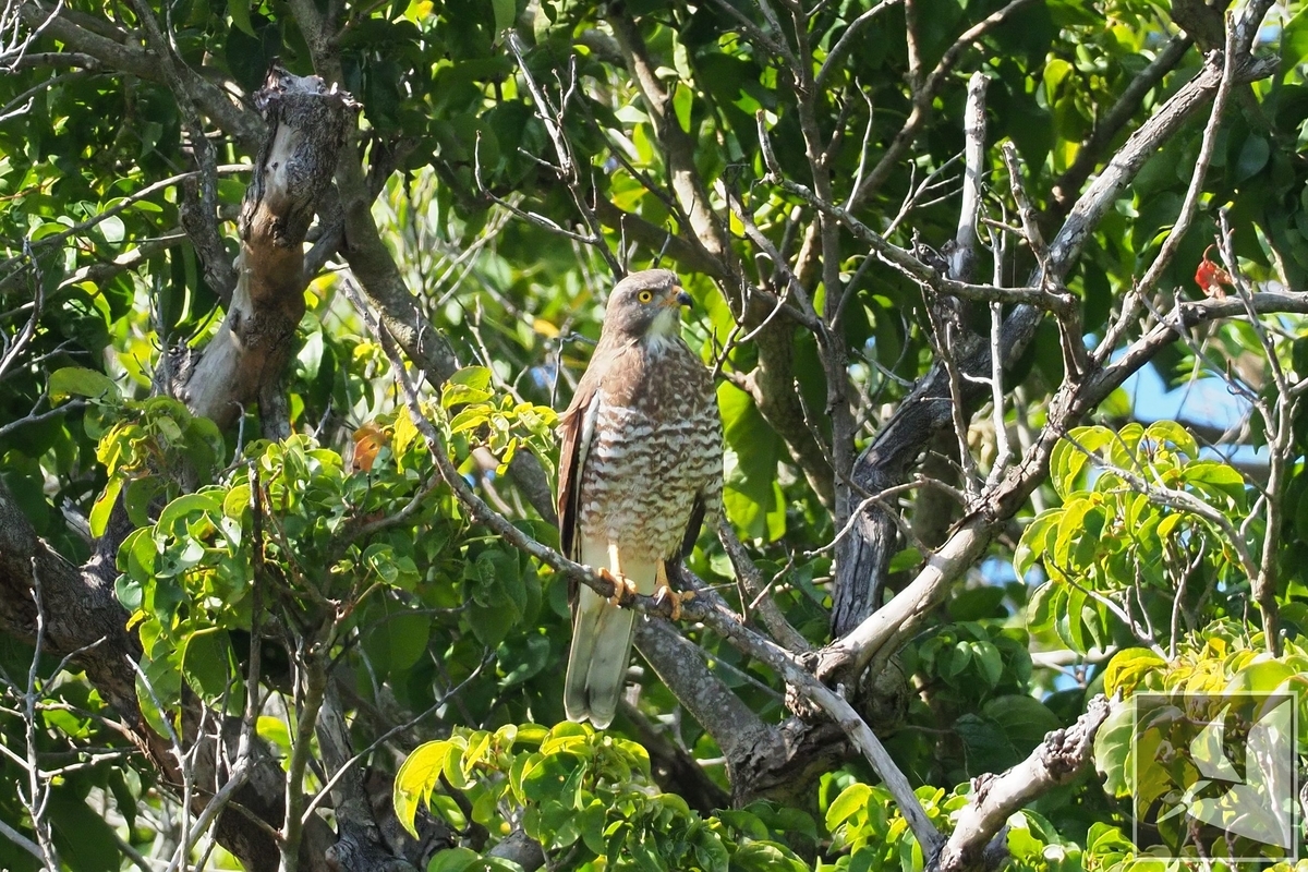 f:id:Okiyasu:20220106064838j:plain