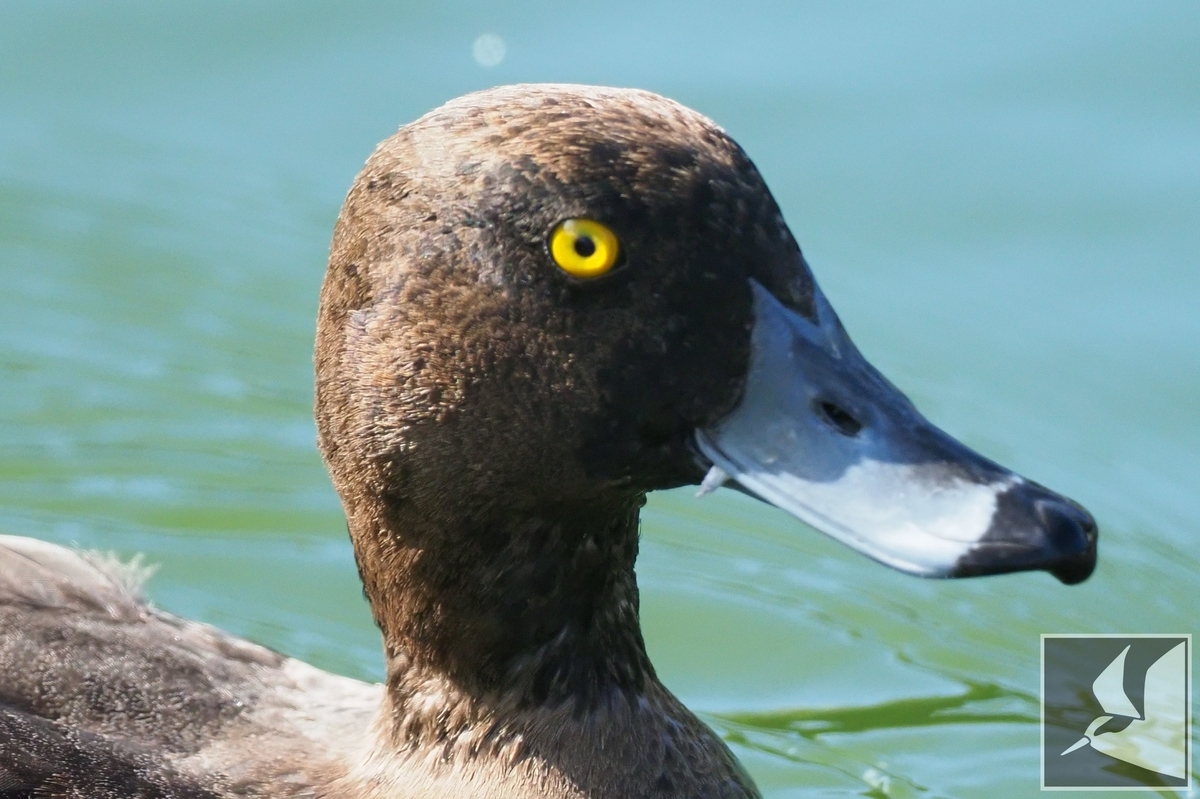 f:id:Okiyasu:20220106064938j:plain