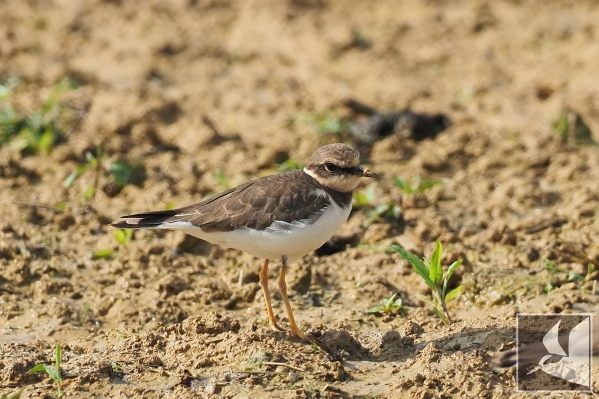 f:id:Okiyasu:20220215102345j:plain