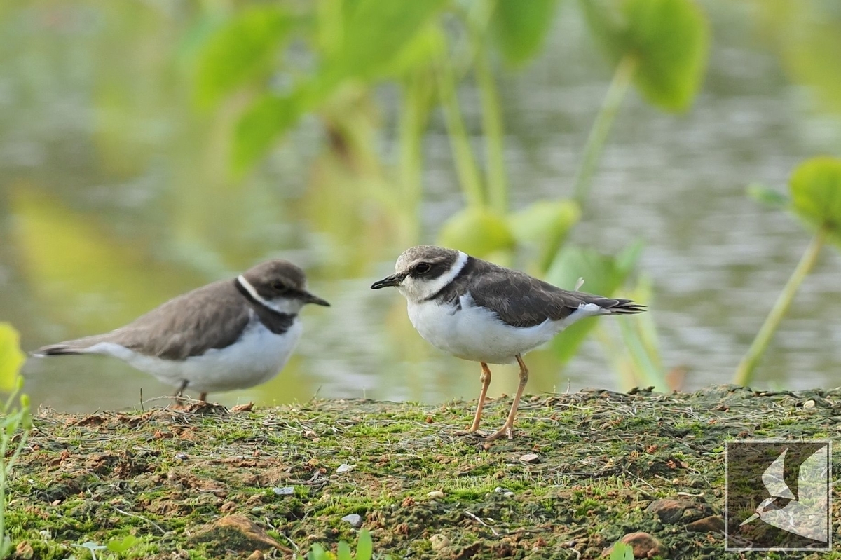 f:id:Okiyasu:20220215102455j:plain