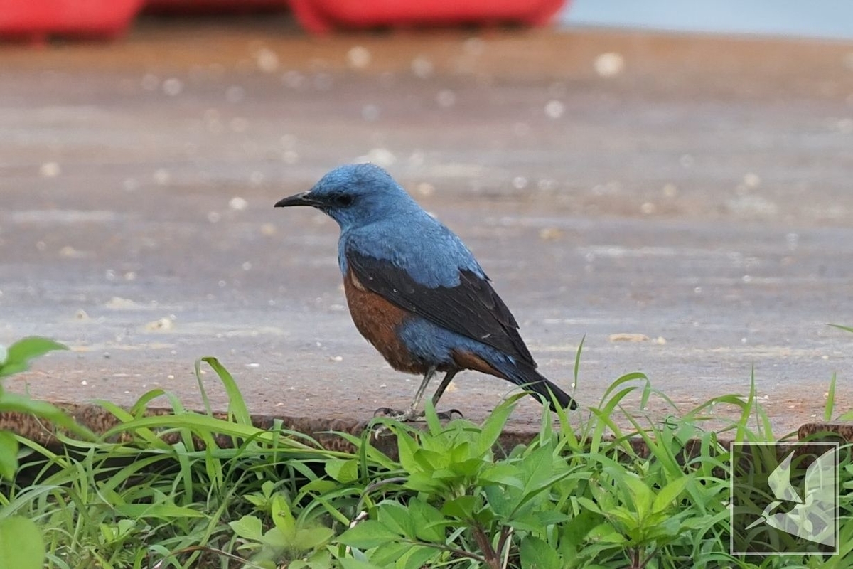 f:id:Okiyasu:20220215102545j:plain