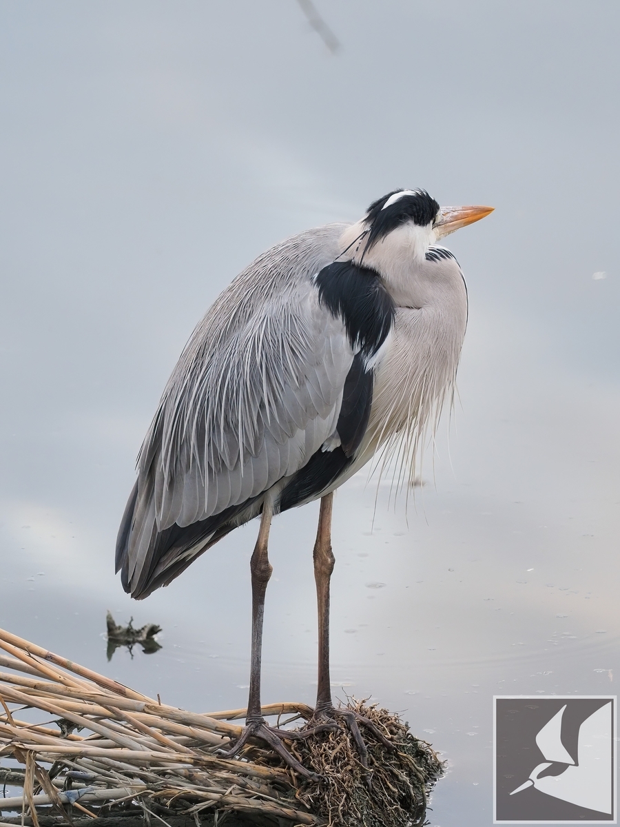 f:id:Okiyasu:20220215102725j:plain