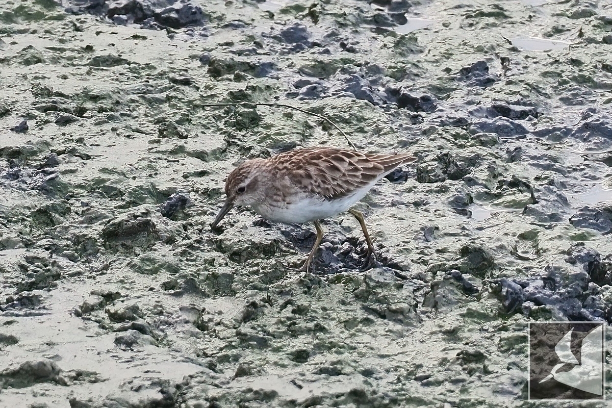 f:id:Okiyasu:20220215102856j:plain