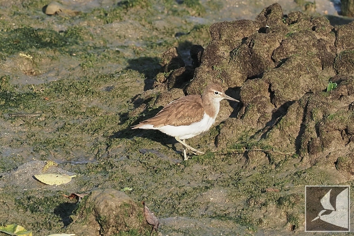 f:id:Okiyasu:20220215103024j:plain