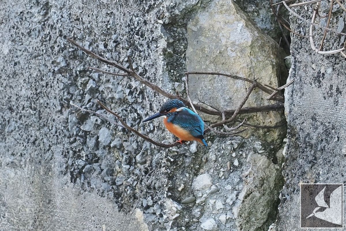 f:id:Okiyasu:20220215103307j:plain