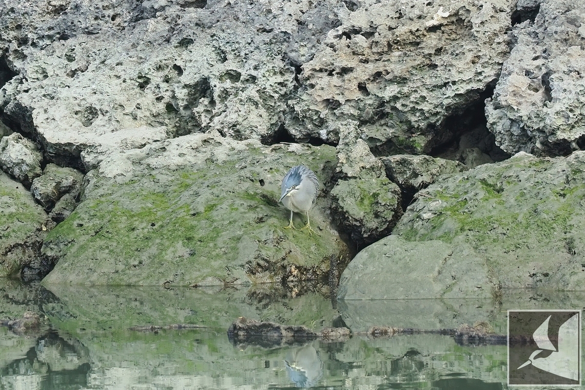 f:id:Okiyasu:20220215103520j:plain