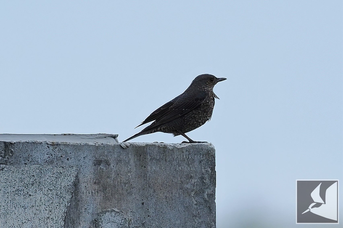 f:id:Okiyasu:20220228223127j:plain