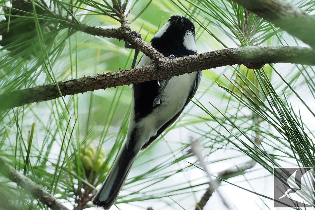 f:id:Okiyasu:20220228223544j:plain