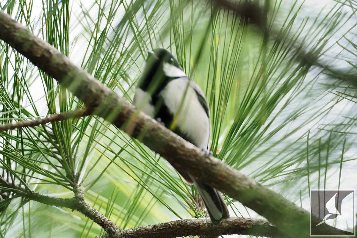 f:id:Okiyasu:20220228223558j:plain