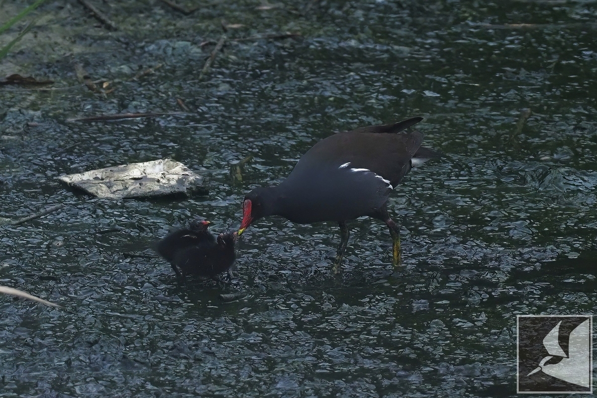 f:id:Okiyasu:20220307213701j:plain