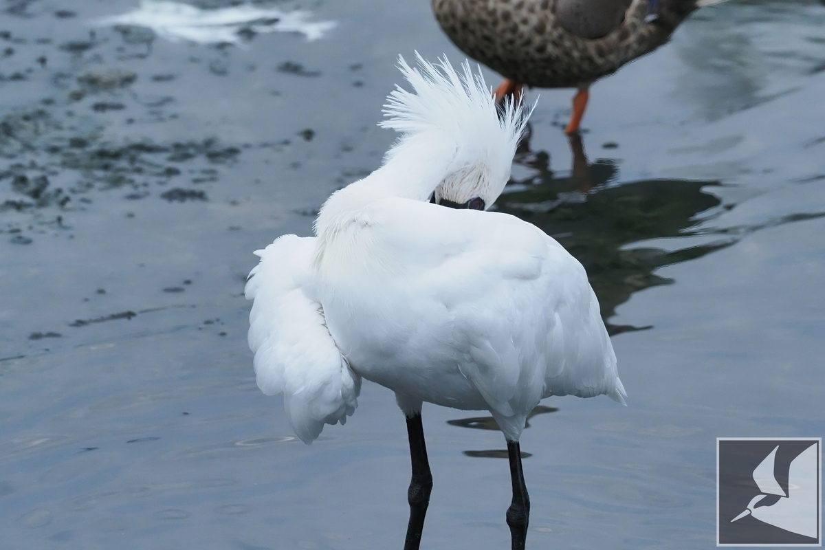 f:id:Okiyasu:20220307213808j:plain