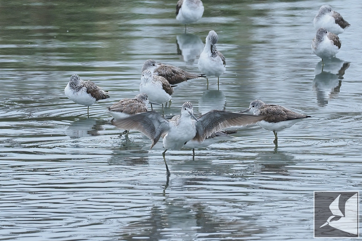 f:id:Okiyasu:20220307213905j:plain