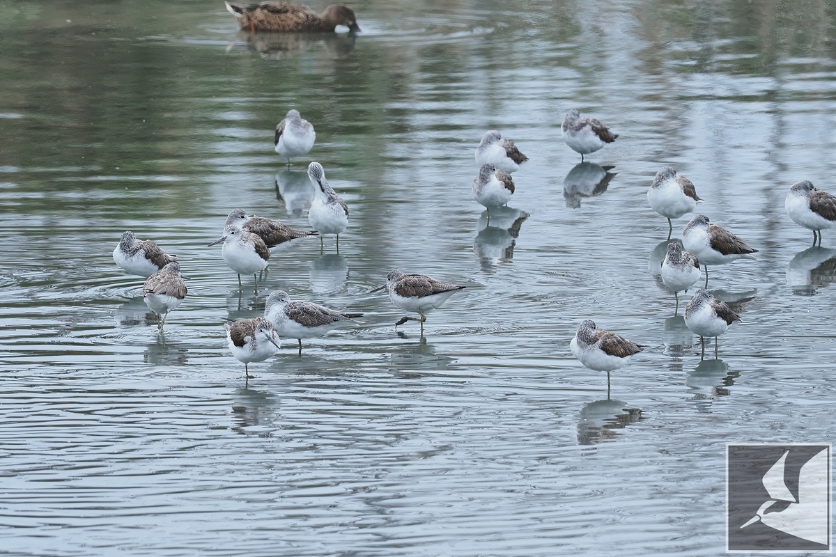 f:id:Okiyasu:20220307213912j:plain