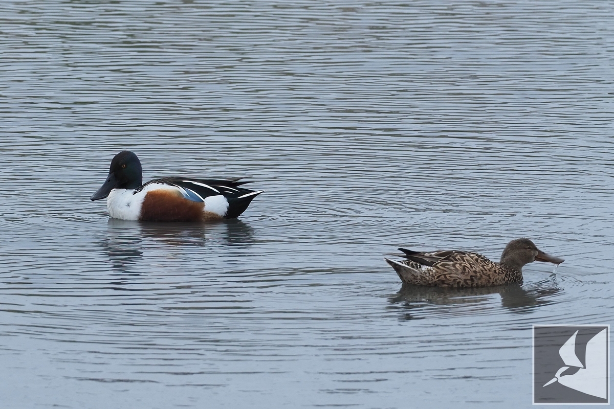 f:id:Okiyasu:20220307214020j:plain