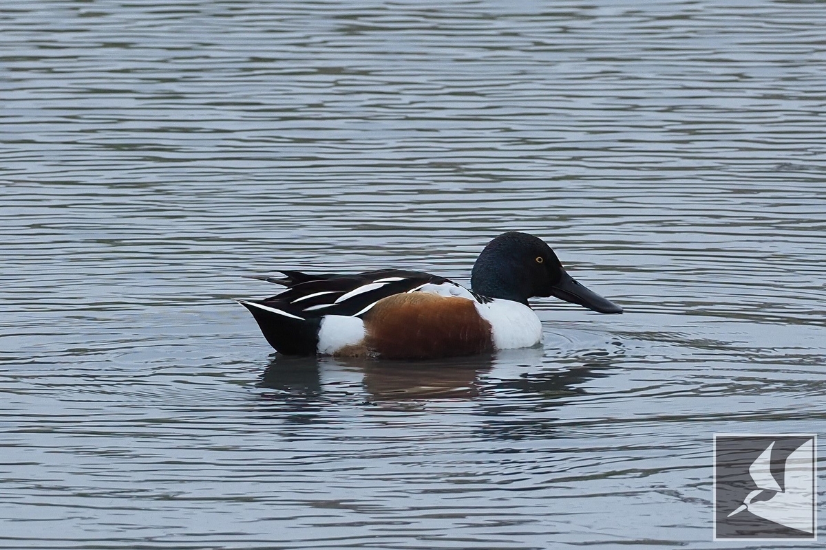 f:id:Okiyasu:20220307214027j:plain