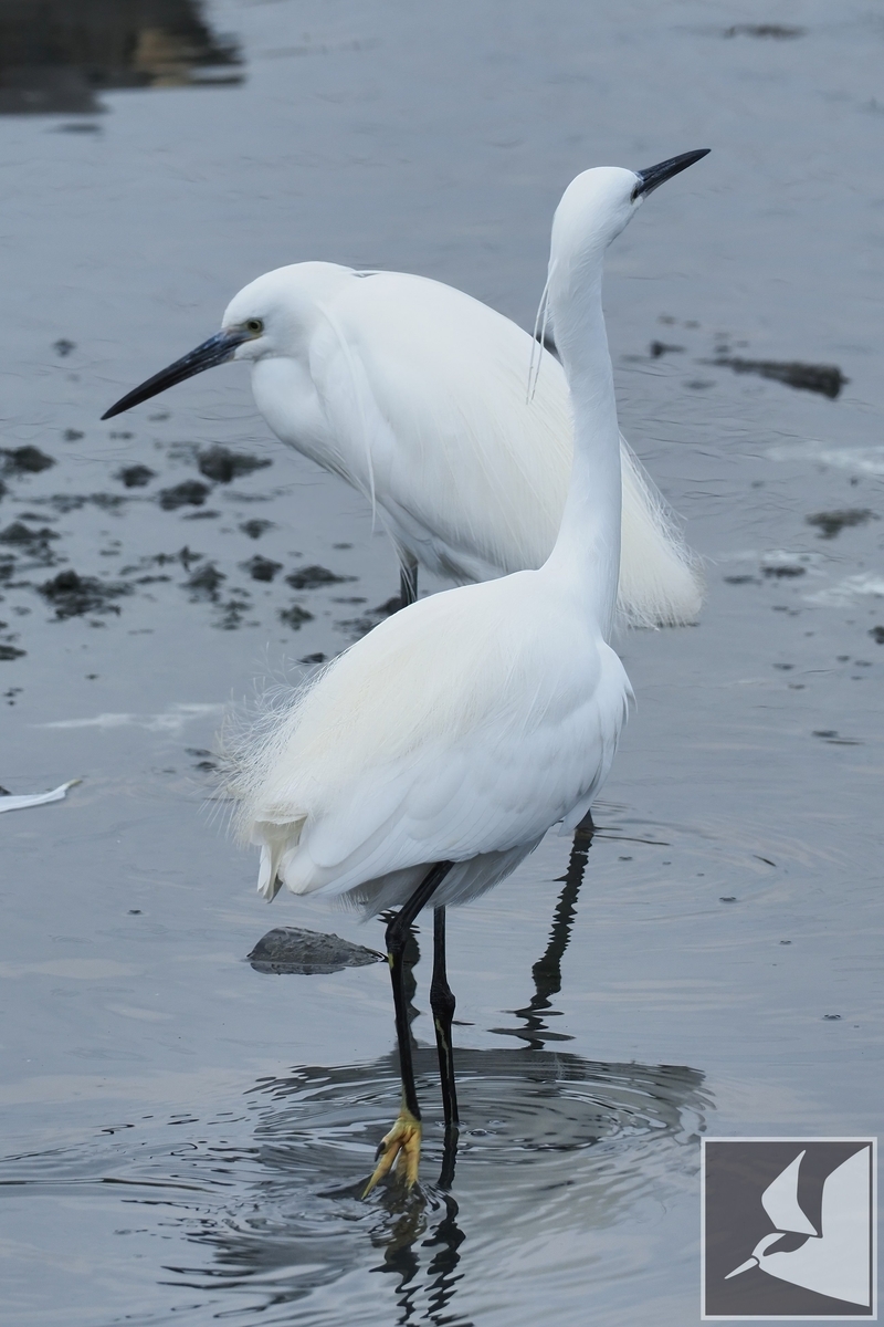 f:id:Okiyasu:20220307214129j:plain