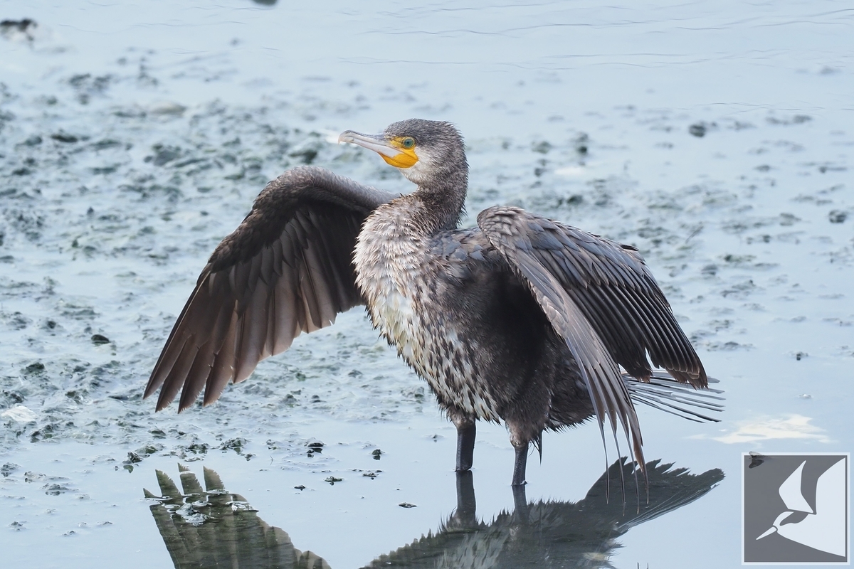 f:id:Okiyasu:20220307214232j:plain